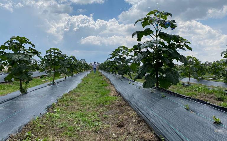 Especie Paulownia, solución ambiental - Diario de Querétaro | Noticias  Locales, Policiacas, de México, Querétaro y el Mundo