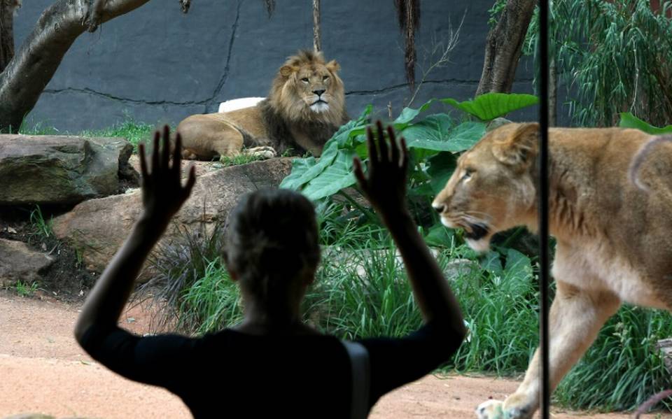 Cuidadora es atacada por dos leones en un zoo de Australia - Diario de  Querétaro | Noticias Locales, Policiacas, de México, Querétaro y el Mundo