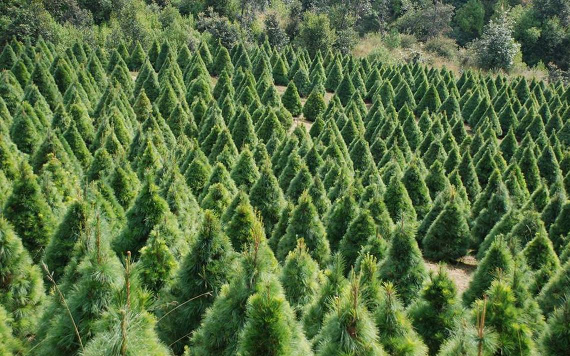 Plantaciones de árboles de Navidad, negocio rentable en Michoacán - Diario  de Querétaro | Noticias Locales, Policiacas, de México, Querétaro y el Mundo