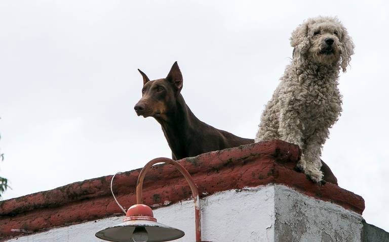 Mascotas reciben una segunda oportunidad adopción - Diario de Querétaro |  Noticias Locales, Policiacas, de México, Querétaro y el Mundo