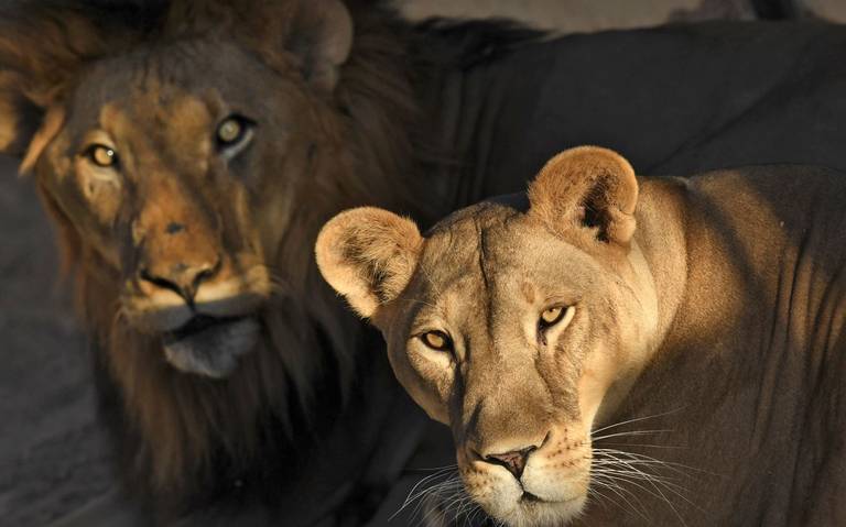 Cuatro leones se contagian de Covid-19 en zoológico de España - Diario de  Querétaro | Noticias Locales, Policiacas, de México, Querétaro y el Mundo