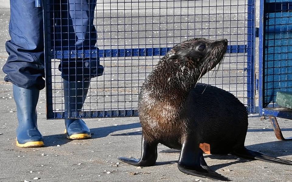 Regresan al mar a lobo marino rescatado en Argentina - Diario de Querétaro  | Noticias Locales, Policiacas, de México, Querétaro y el Mundo