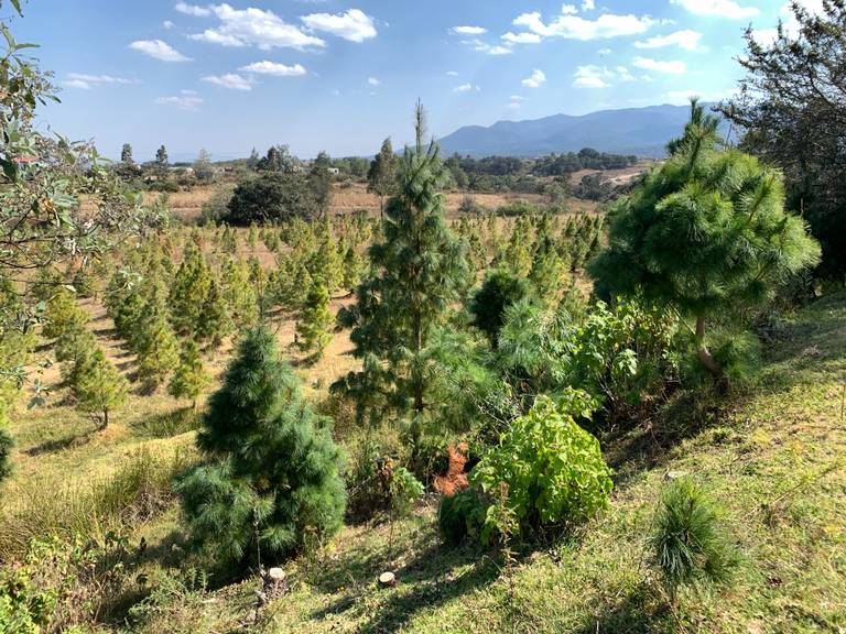 Comienza la venta de árboles naturales en Amealco - Diario de Querétaro |  Noticias Locales, Policiacas, de México, Querétaro y el Mundo