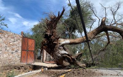 Caen Al Menos Tres Arboles Por Fuertes Vientos En Queretaro Y Corregidora Diario De Queretaro