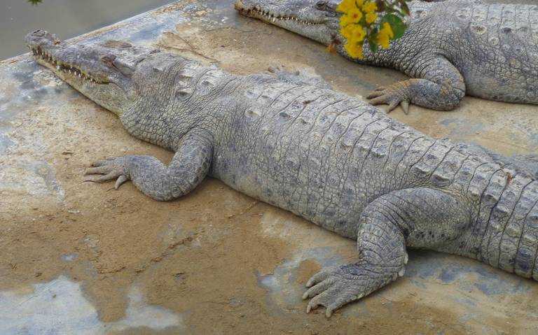 Dos cocodrilos americanos en peligro de extinción nacen en zoológico de  Perú - Diario de Querétaro | Noticias Locales, Policiacas, de México,  Querétaro y el Mundo