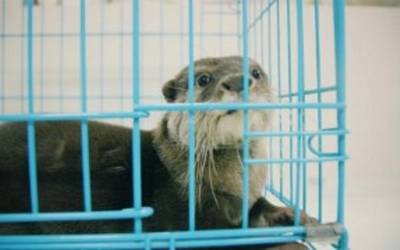 Una Nutria Bebe Para Un Selfie Las Redes Sociales En El Banco De Los Acusados Diario De Queretaro Noticias Locales Policiacas De Mexico Queretaro Y El Mundo