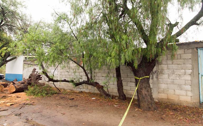 Sedesum recibe peticiones para retiro de árboles - Diario de Querétaro |  Noticias Locales, Policiacas, de México, Querétaro y el Mundo