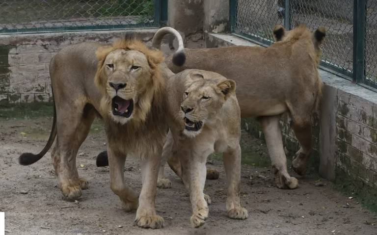 Zoológico de Pakistán subasta a sus leones - Diario de Querétaro | Noticias  Locales, Policiacas, de México, Querétaro y el Mundo