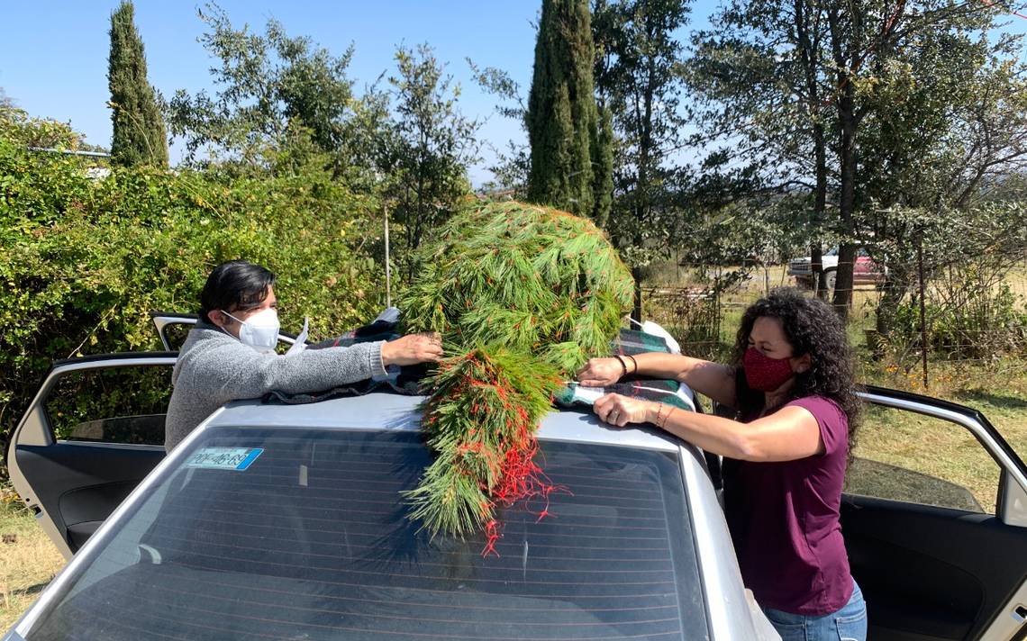 Comienza la venta de árboles naturales en Amealco - Diario de Querétaro |  Noticias Locales, Policiacas, de México, Querétaro y el Mundo