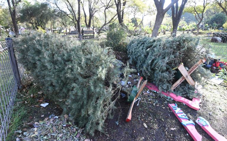 Alistan recolección de los árboles de Navidad - Diario de Querétaro |  Noticias Locales, Policiacas, de México, Querétaro y el Mundo