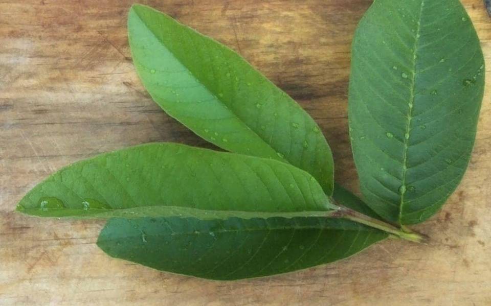 hoja de guayaba