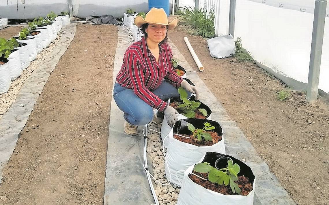 Fibra de coco para tus plantas - Diario de Querétaro