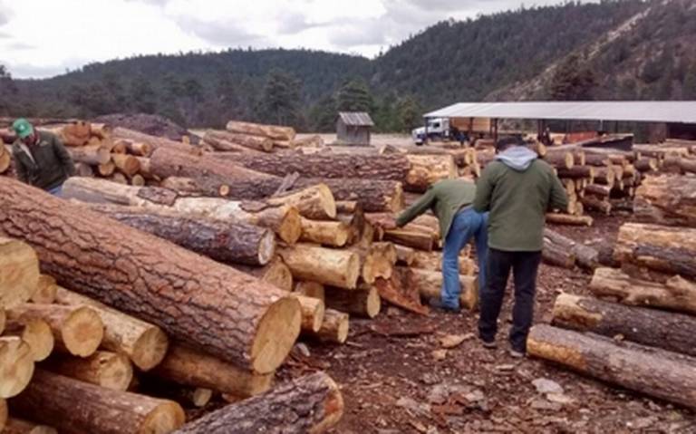 Denuncian organizaciones a comercializadora por tala ilegal de árboles -  Diario de Querétaro | Noticias Locales, Policiacas, de México, Querétaro y  el Mundo