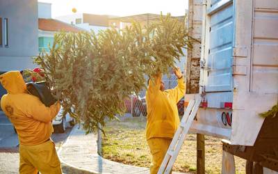 Arbol De Navidad - Arbol De Navidad - Diario de Querétaro | Noticias  Locales, Policiacas, de México, Querétaro y el Mundo