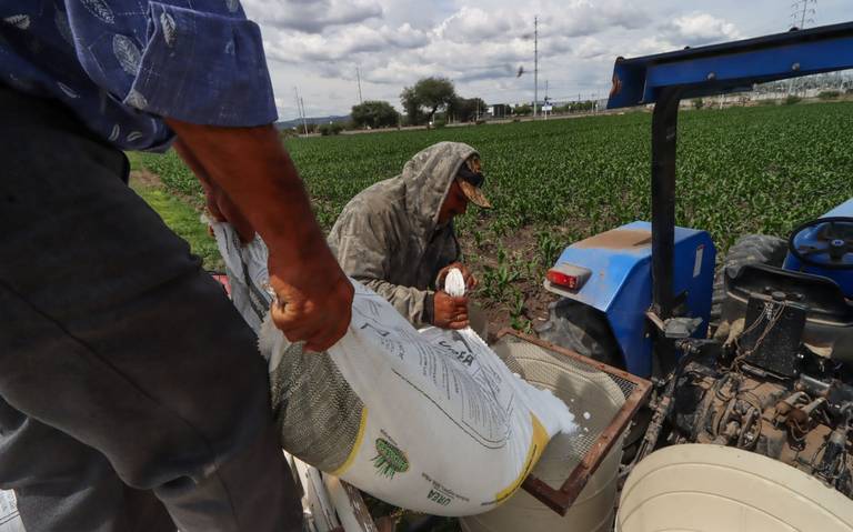 Precio del maíz afecta a tortilleras - Diario de Querétaro  Noticias  Locales, Policiacas, de México, Querétaro y el Mundo