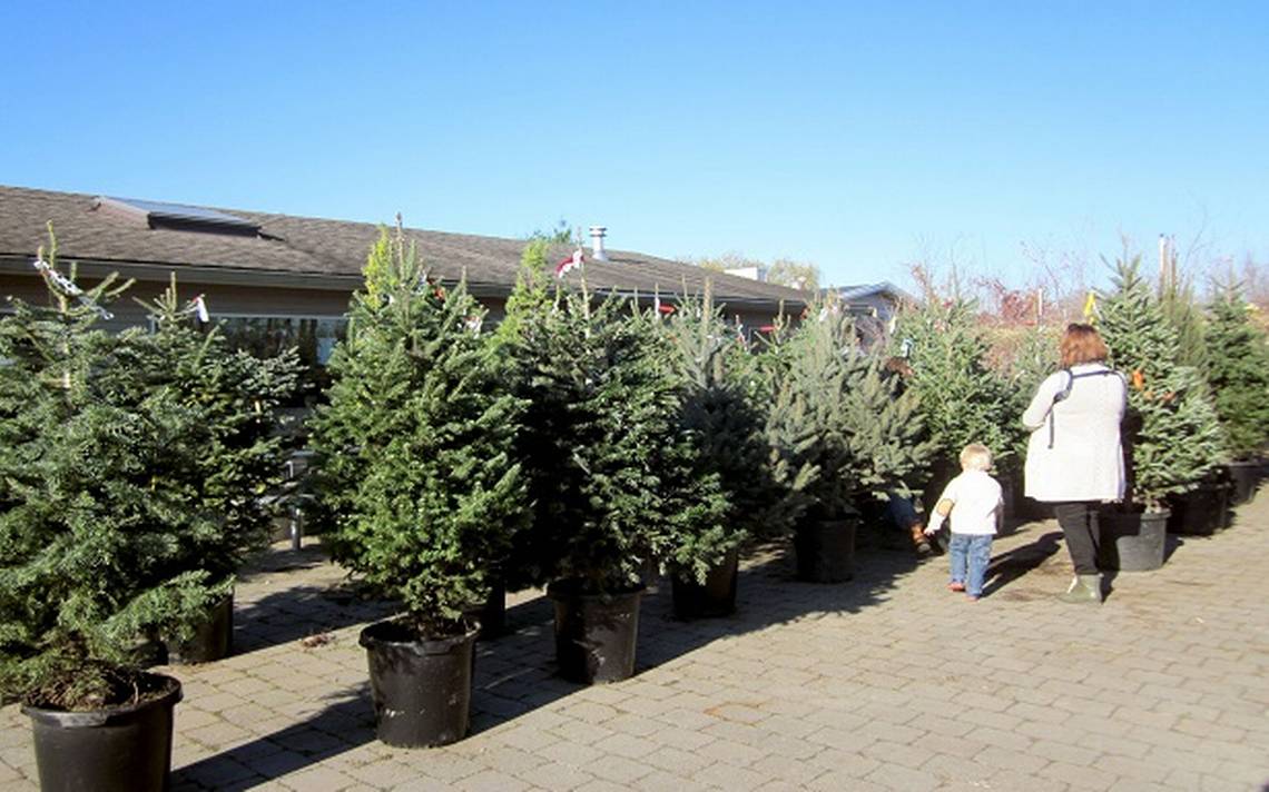 Canadá estimula la renta de árboles de Navidad - Diario de Querétaro |  Noticias Locales, Policiacas, de México, Querétaro y el Mundo