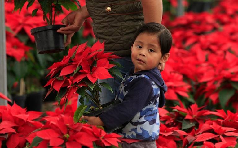 México sembró este año 25 millones de flores de Nochebuena - Diario de  Querétaro | Noticias Locales, Policiacas, de México, Querétaro y el Mundo